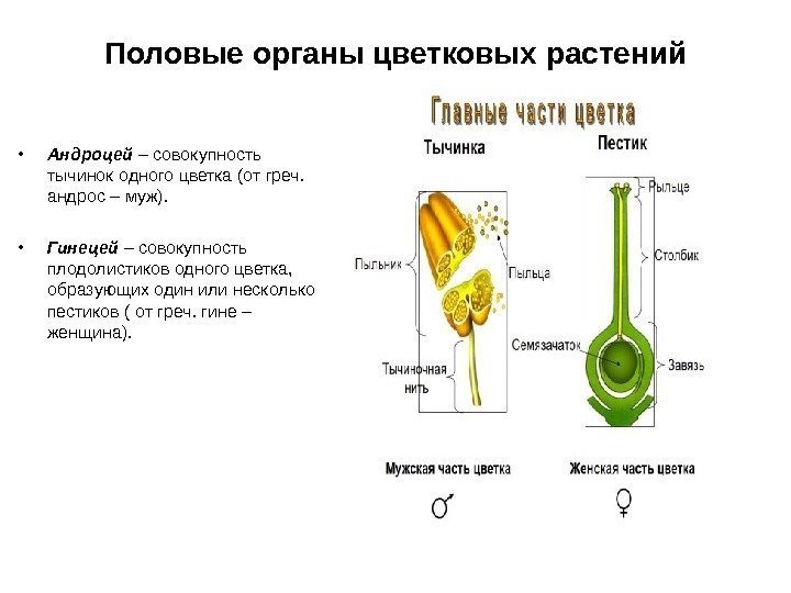 Половые органы цветковых растений • Андроцей – совокупность тычинок одного цветка (от греч. 
