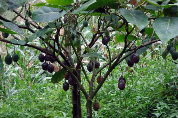 Дерево с плодами черного ореха