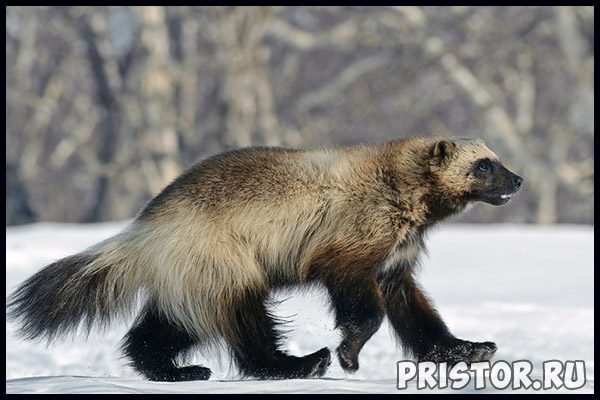 Тайга характеристика природной зоны - растительный и животный мир 1