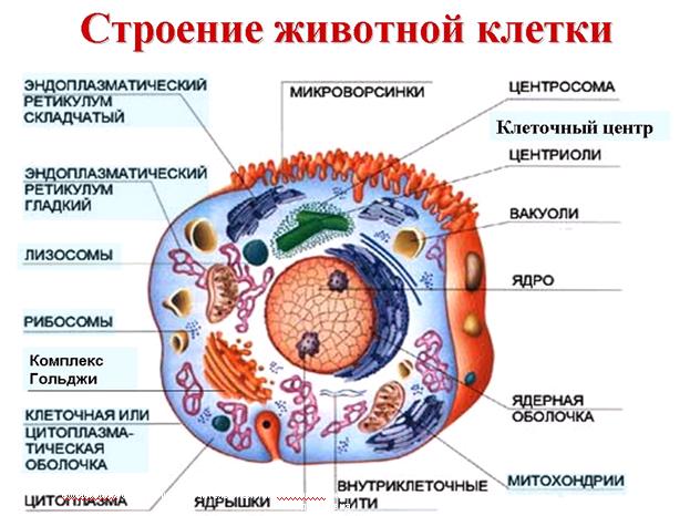 Какие функции выполняют клеточные органоиды Таблица, строение 2