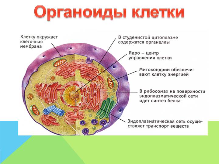 Какие функции выполняют клеточные органоиды Таблица, строение 3