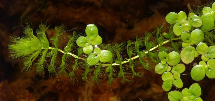 Описание аквариумных растений. Альдрованда пузырчатая