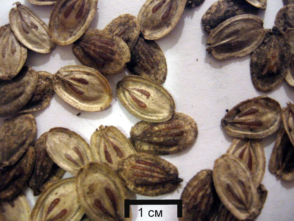 heracleum sosnowskyi seeds