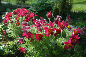 pulsatilla_vulgaris