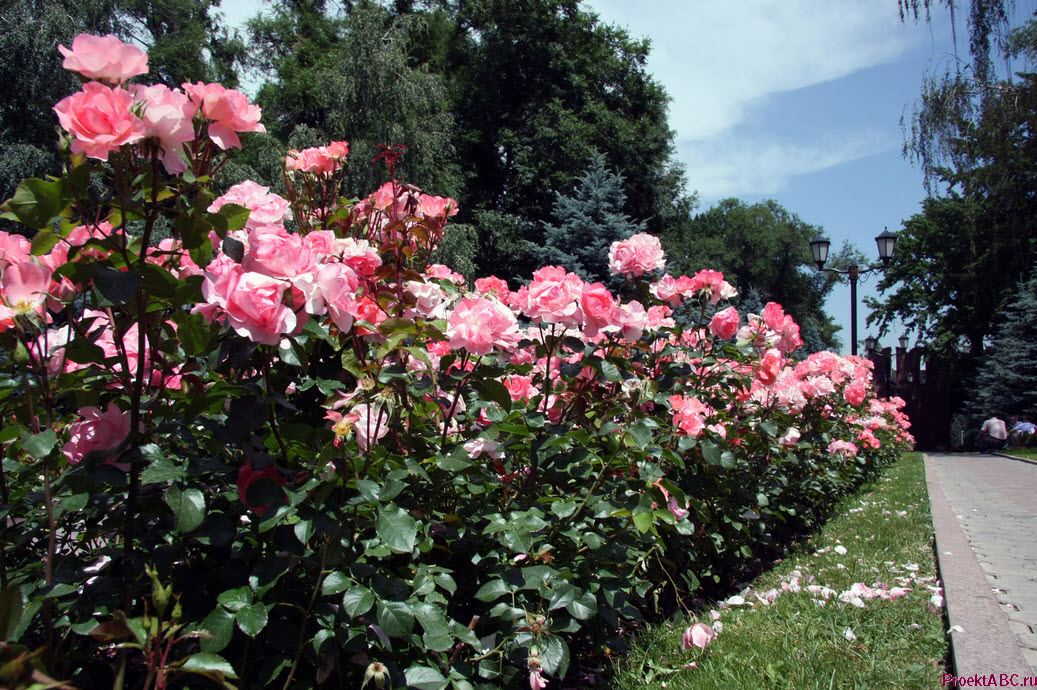 парковые розы - цветущий кустарник фото