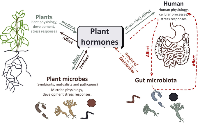 Это схема человеко-растительно-микробных взаимодействий опосредуется фитогормонами