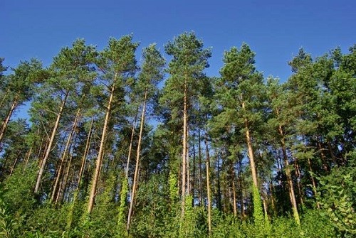 дерево сосна обыкновенная