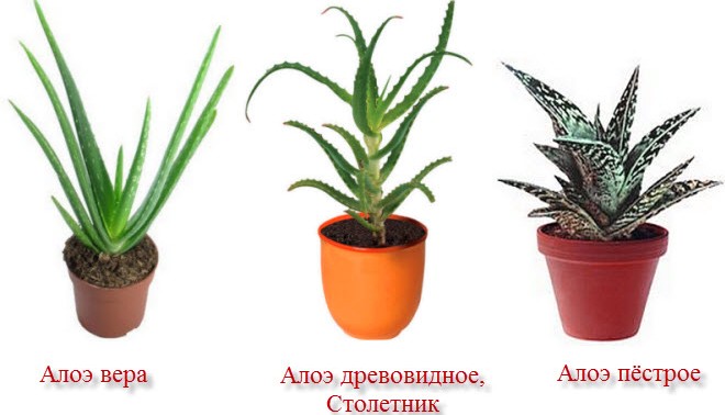 aloe-raznovidnost-aloe-foto-opisanie