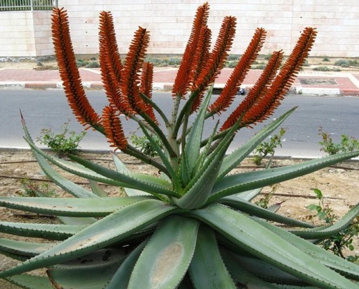 aloe-vyrashhivanie-uhod-poleznye-svojstva-tsvetenie-aloe-vera