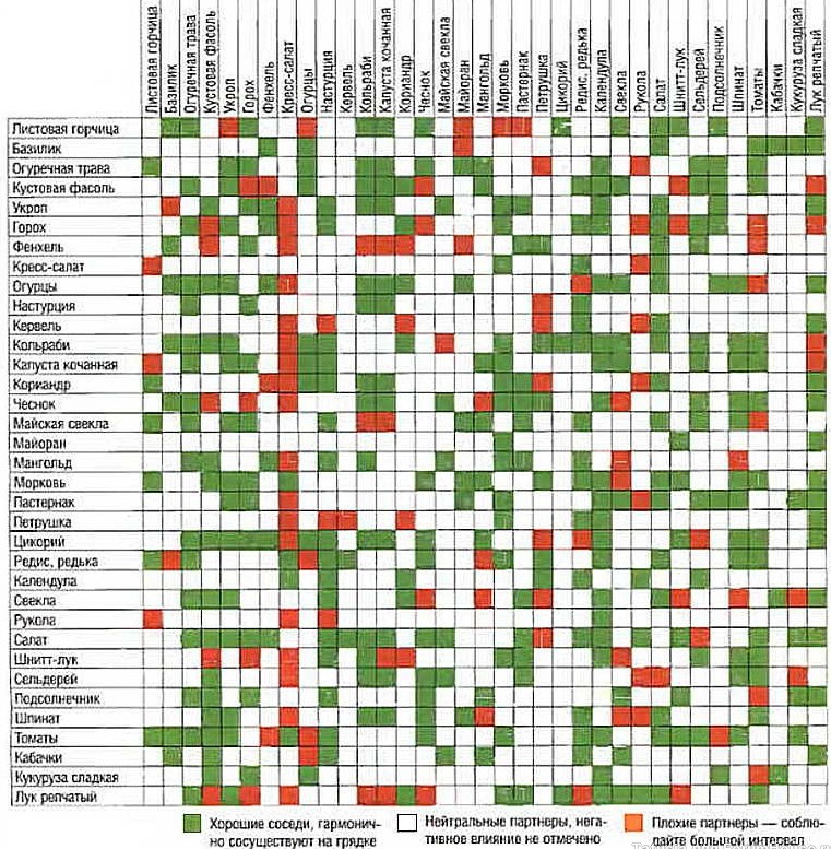 tablitsa-sovmeshheniya-rastenij-pri-posadke-v-ogorode