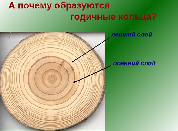 prodolzhitelnost-zhizni-raznyh-derevev-kak-uznat-vozrast-dereva-godichnye-koltsa