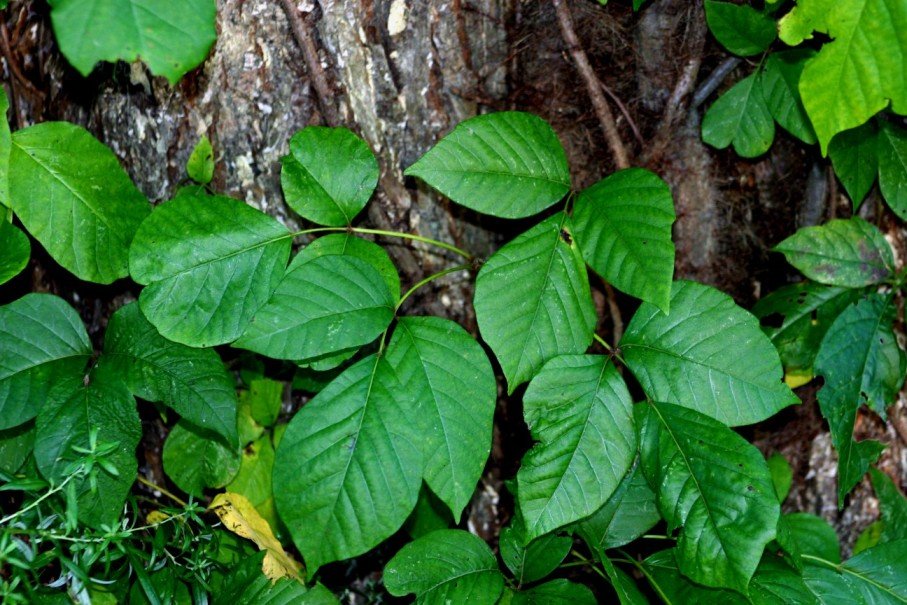 10 ядовитых растений, которые выглядят съедобными