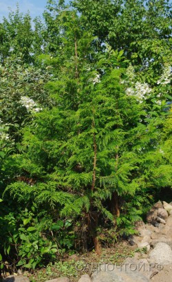 Кипарисовик горохоплодный, Chamaecyparis pisifera, местная, устойчивая форма