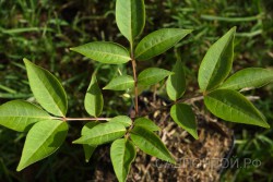 Бархат японский, Phellodendron japonicum