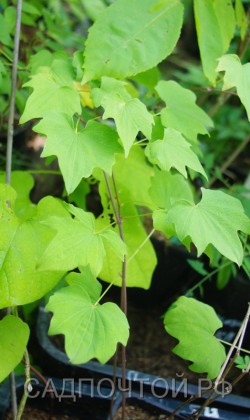 Диоскорея ниппонская, Dioscorea nipponica