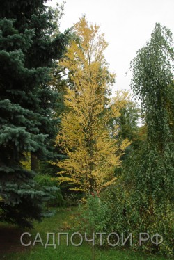 Багрянник величественный, Cercidiphyllum magnificum