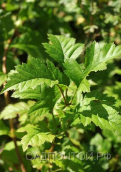 Боярышник перистонадрезанный, Crataegus pinnatifida