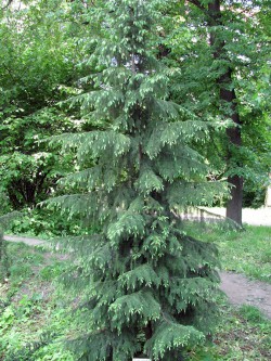 Ель сербская, Picea omorica, сеянцы отборной формы из арборетума "Mustila"