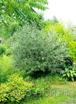 Ива лохолистная, Salix elaeagnos 