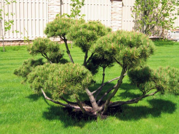 Искусство выращивания карликовых деревьев - бонсай