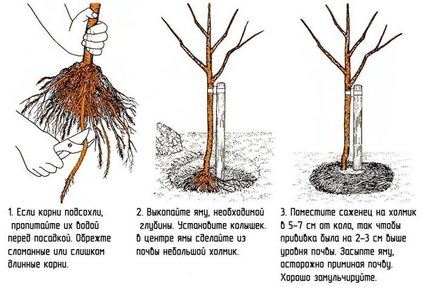 Посадка деревьев и кустарников для газона