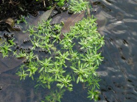 Водяная звездочка