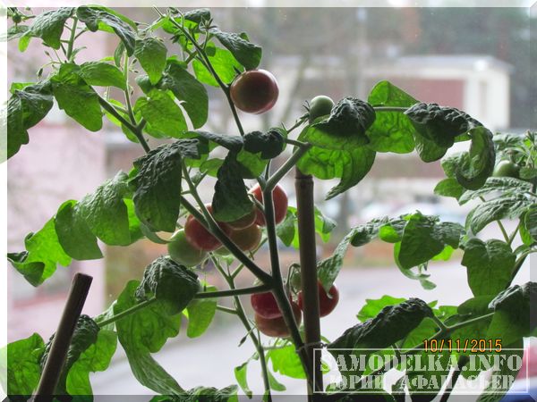 помидоры черри выращенные с помощью самодельной светодиодной лампы для растений