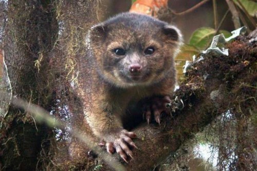 UNSPECIFIED - UNDATED: In this handout photo provided by Smithsonian, an olinguito, a new species of Carnivore which has been newly discovered, is seen in an undated photo. The olinguito (Bassaricyon neblina) had been mistakenly identified for more than 100 years and is also the first carnivore species to be discovered in the American continents in 35 years. (Photo by Mark Gurney for Smithsonian via Getty Images)