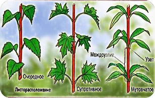 Побег и почки