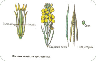 Семейство Крестоцветные