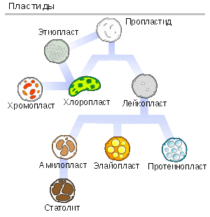пластиды,