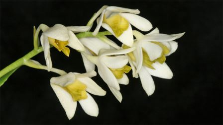 Dendrobium cynthiae – орхидея, известная по экземплярам, растущим в частной коллекции