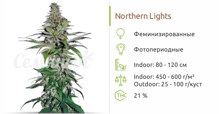 Northern Lights fem Pyramid Seeds