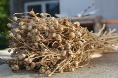В засушенном виде трава продается на любом среднеазиатском базаре
