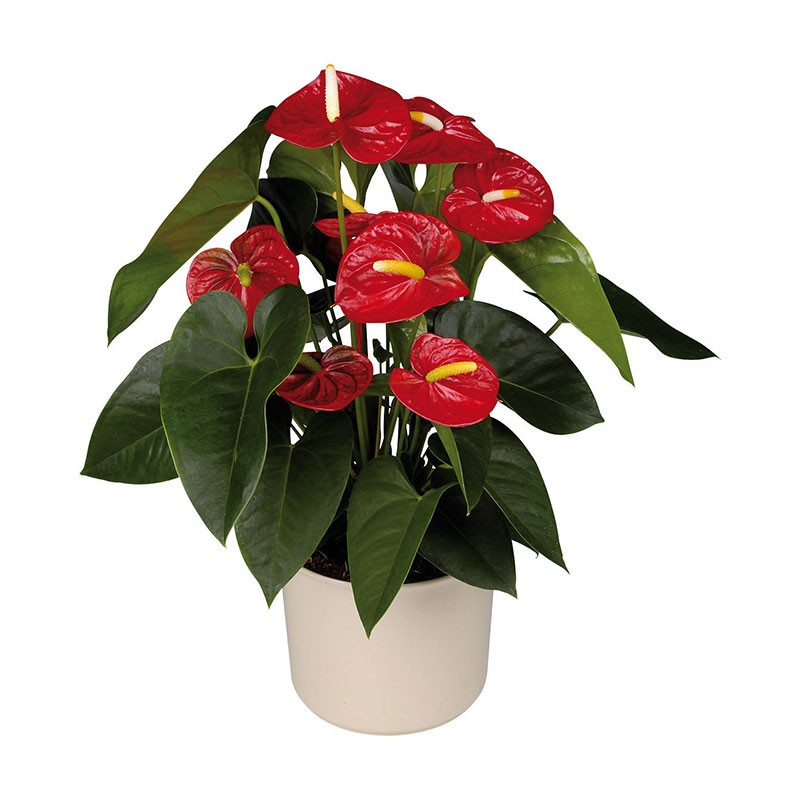 anthurium-royal-champion-1