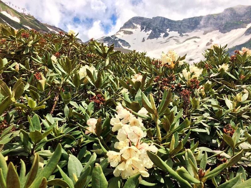 rododendron