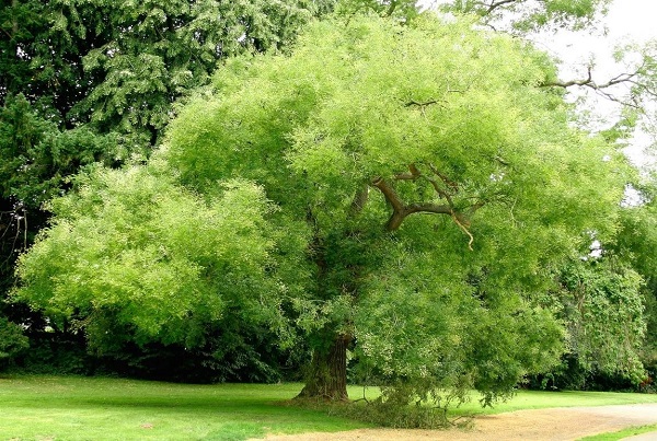 Софора японская – дерево
