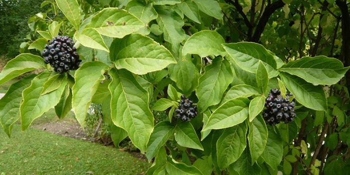 Растение Элеутерококк в лесу