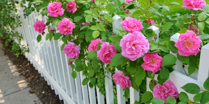 Чайные розы в саду