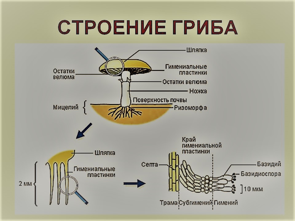 строение гриба