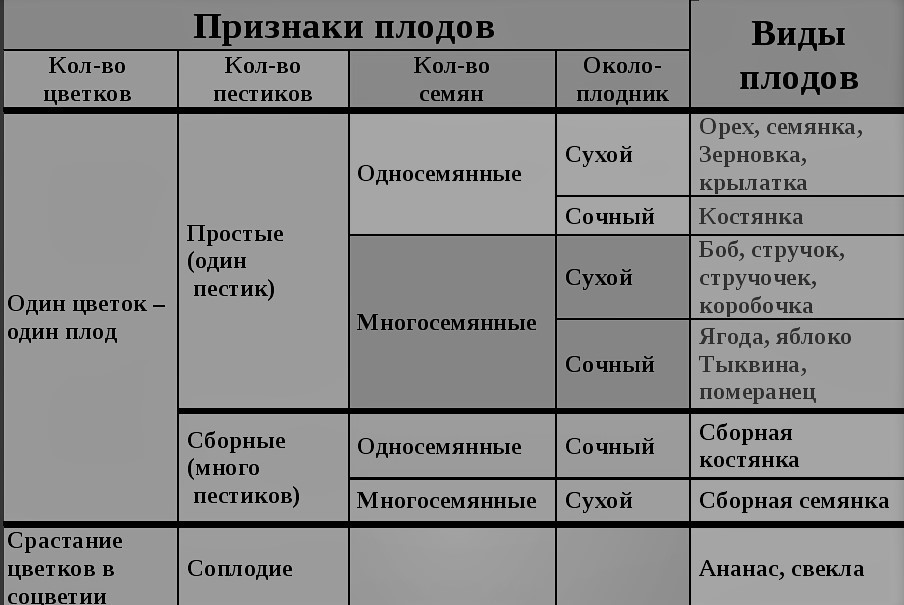 виды плодов