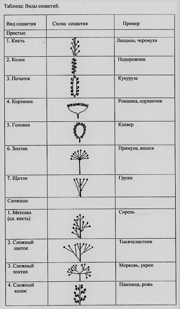 виды соцветий