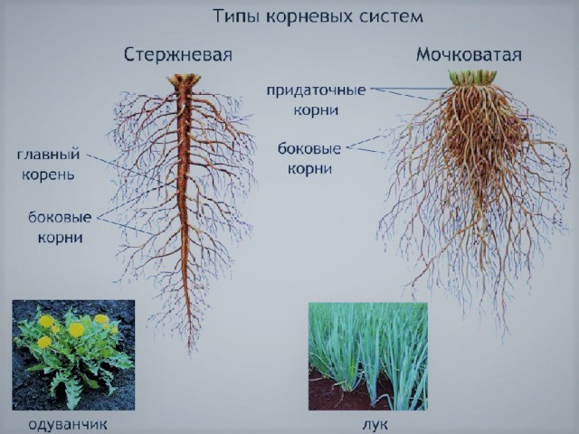 корневые системы