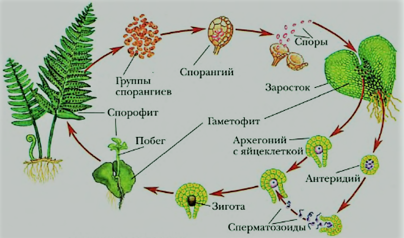 размножение папоротников