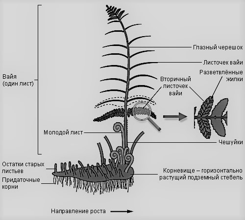 строение папоротника