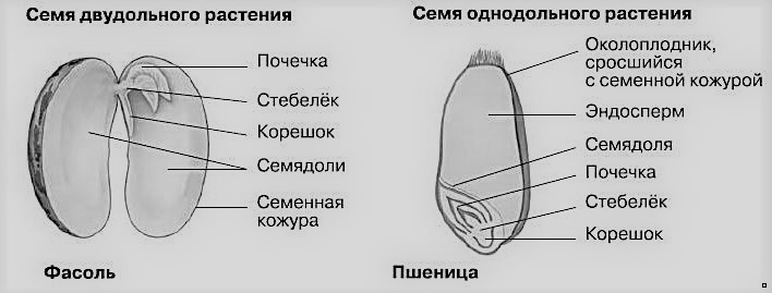 строение семян