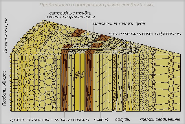 строение стебля