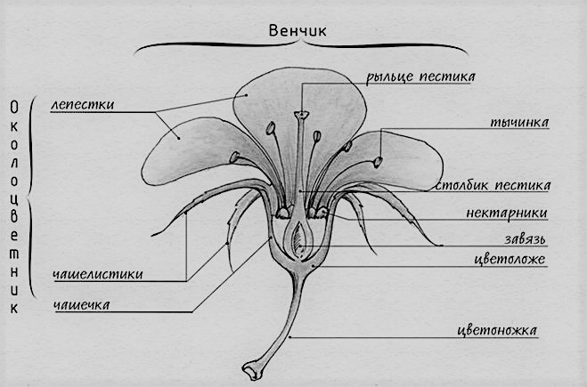 строение цветка