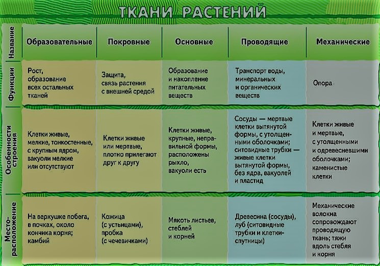 ткани растений