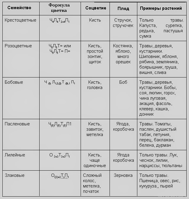 формулы цветков по семействам